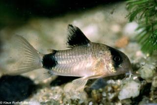 Frymburk aquarium Frymburk aquarium