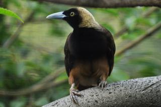 ZootierlisteHomepage
